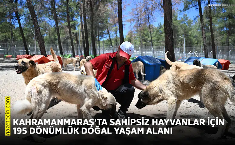 Kahramanmaraş'ta sahipsiz hayvanlar için 195 dönümlük doğal yaşam alanı
