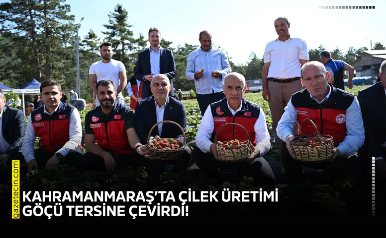Kahramanmaraş’ta çilek üretimi göçü tersine çevirdi!