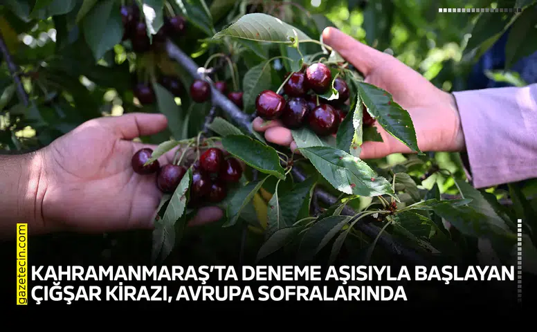 Kahramanmaraş’ta deneme aşısıyla başlayan Çığşar kirazı, Avrupa sofralarında