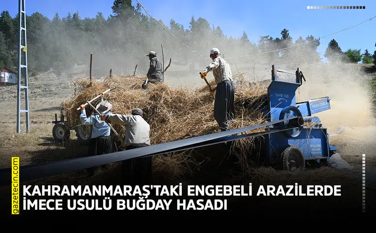 Kahramanmaraş'taki engebeli arazilerde imece usulü buğday hasadı