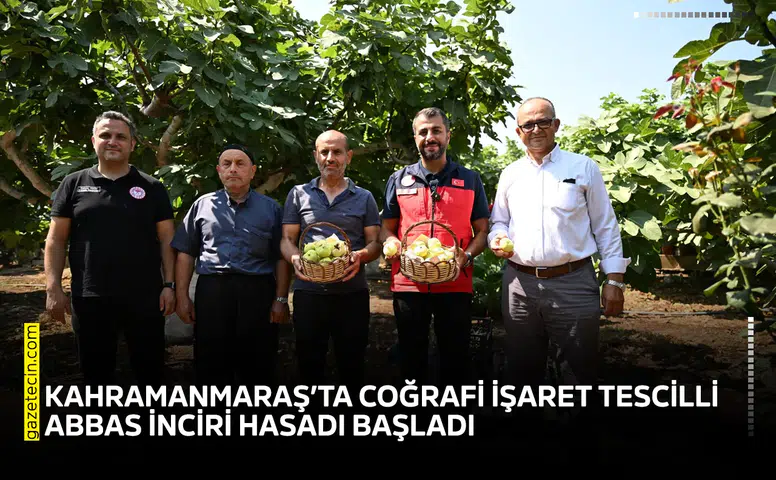 Kahramanmaraş’ta coğrafi işaret tescilli Abbas İnciri hasadı başladı