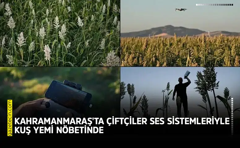 Kahramanmaraş'ta çiftçiler ses sistemleriyle kuş yemi nöbetinde