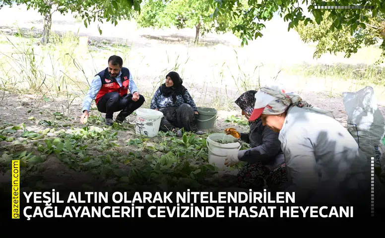 Yeşil altın olarak nitelendirilen Çağlayancerit Cevizinde hasat heyecanı