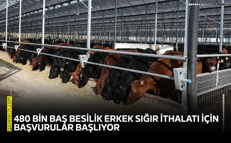 480 bin baş besilik erkek sığır ithalatı için başvurular başlıyor