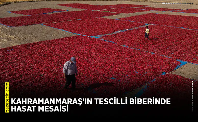 Kahramanmaraş'ın tescilli biberinde hasat mesaisi
