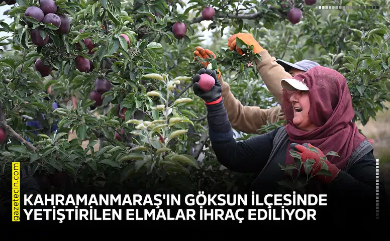 Kahramanmaraş'ın Göksun ilçesinde yetiştirilen elmalar ihraç ediliyor