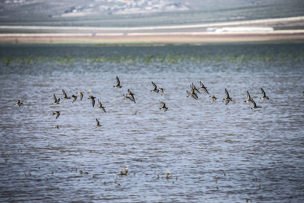 Reyhanlı Barajı'nda kuş türü sayısı 129'a yükseldi 2