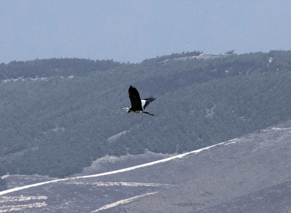 Reyhanlı Barajı'nda kuş türü sayısı 129'a yükseldi 1