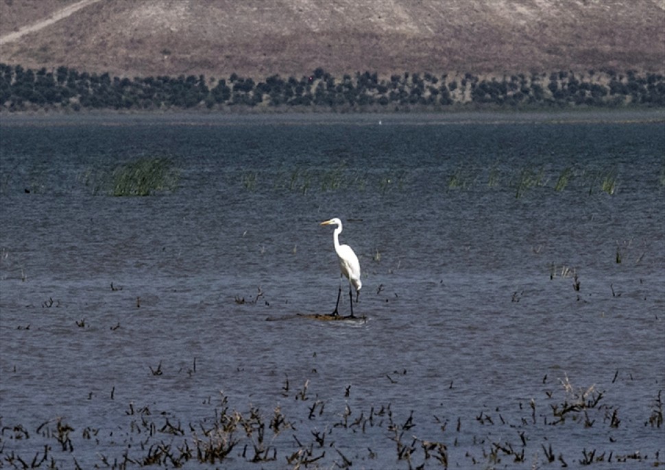 Reyhanlı Barajı'nda kuş türü sayısı 129'a yükseldi 3