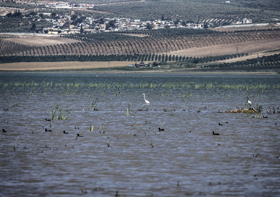 Reyhanlı Barajı'nda kuş türü sayısı 129'a yükseldi 4