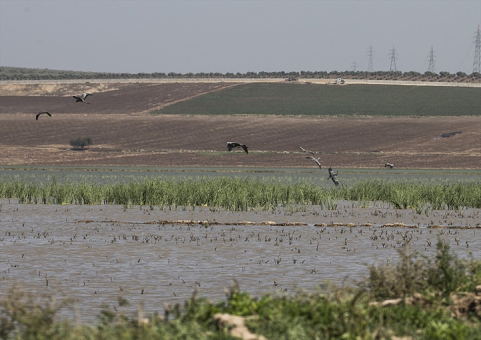 Reyhanlı Barajı'nda kuş türü sayısı 129'a yükseldi 5