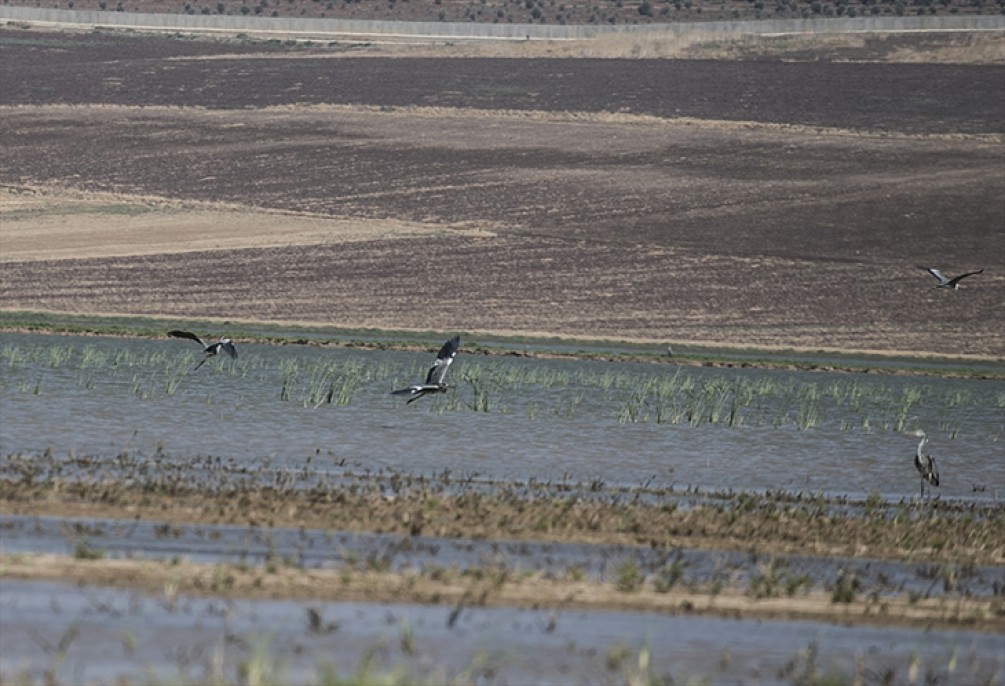 Reyhanlı Barajı'nda kuş türü sayısı 129'a yükseldi 6