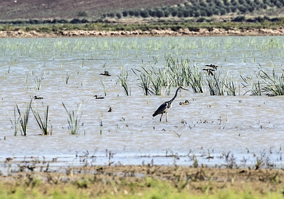 Reyhanlı Barajı'nda kuş türü sayısı 129'a yükseldi 7