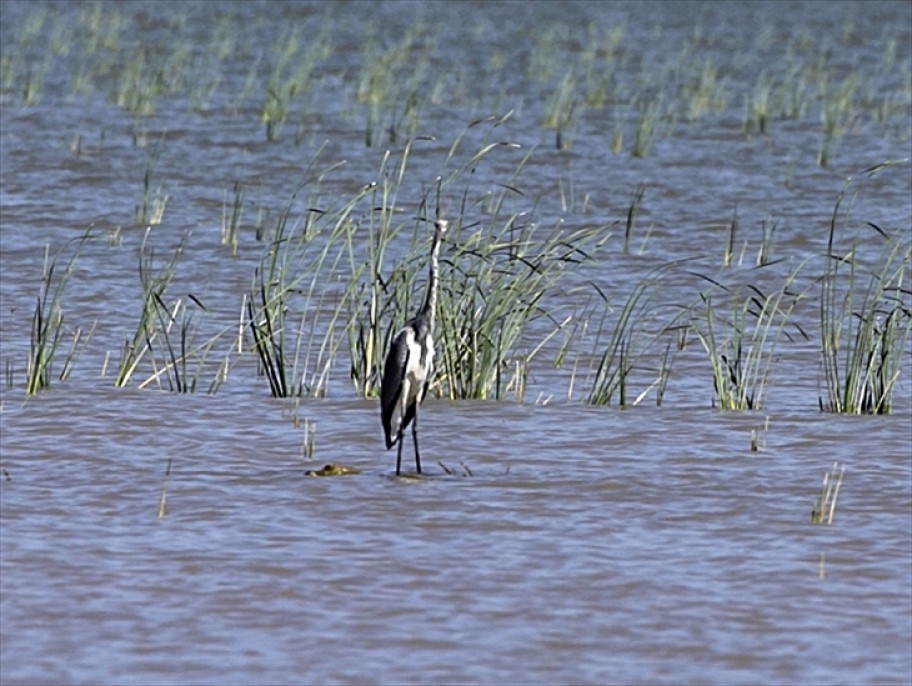 Reyhanlı Barajı'nda kuş türü sayısı 129'a yükseldi 8