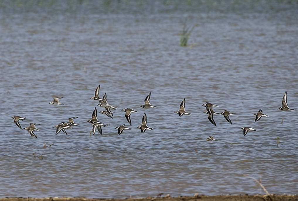 Reyhanlı Barajı'nda kuş türü sayısı 129'a yükseldi 9