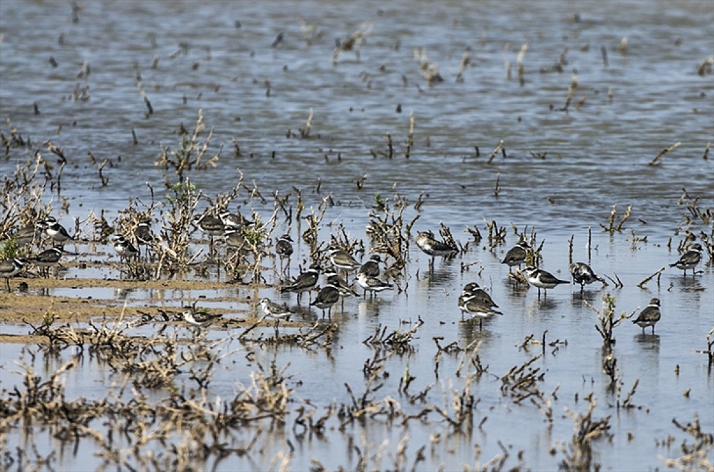 Reyhanlı Barajı'nda kuş türü sayısı 129'a yükseldi 10