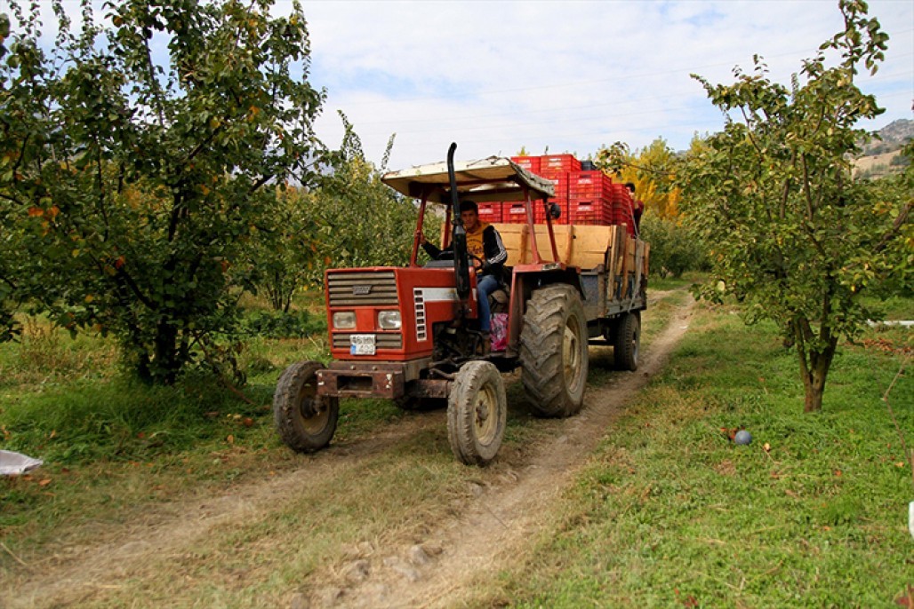 Şahinkaya ayvası 3