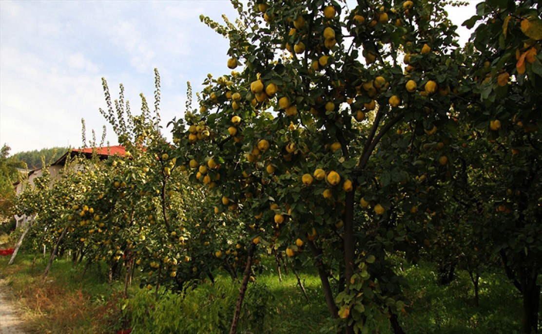 Şahinkaya ayvası 7