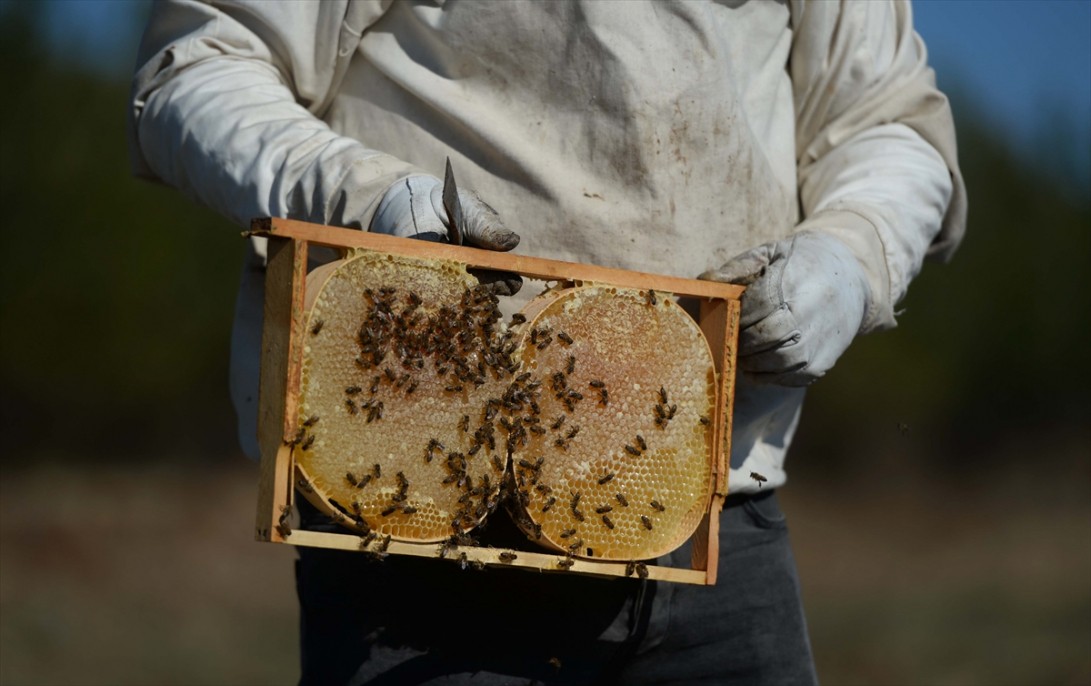 Kahramanmaraşlı bal üreticileri 2