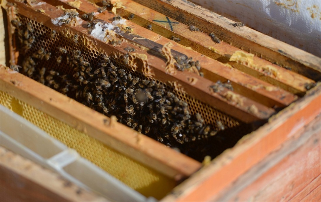 Kahramanmaraşlı bal üreticileri 3