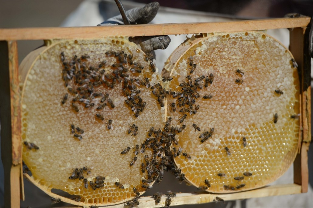 Kahramanmaraşlı bal üreticileri 4