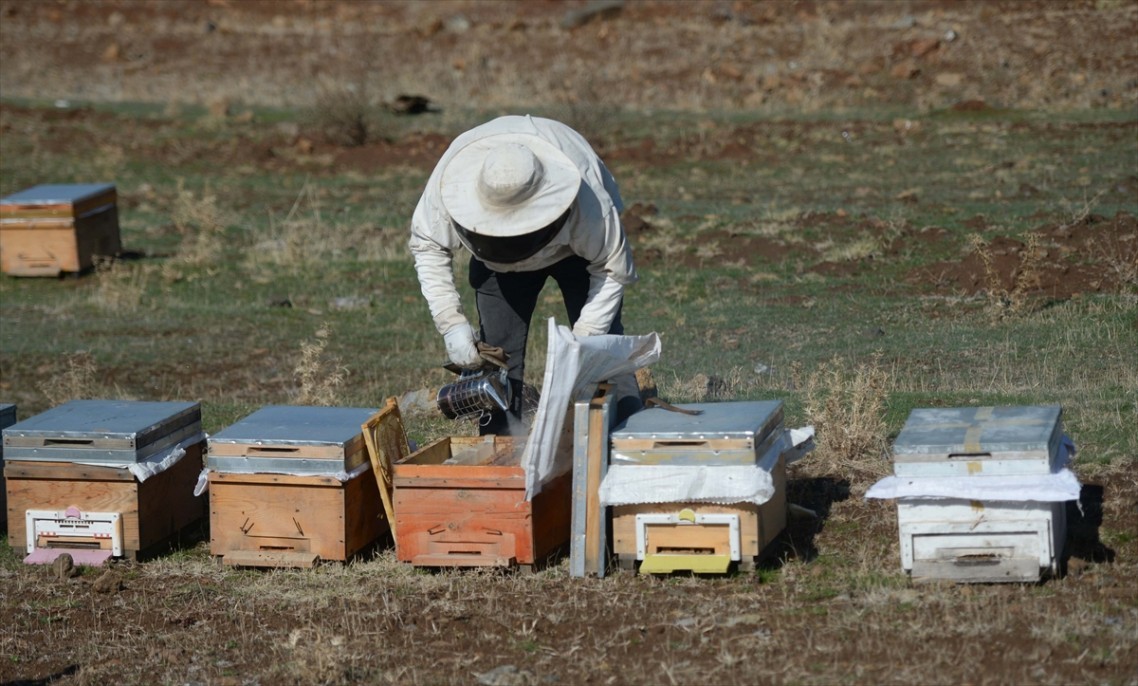 Kahramanmaraşlı bal üreticileri 8