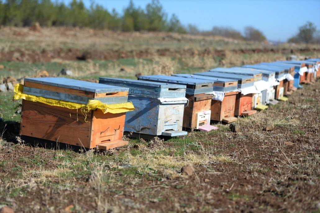 Kahramanmaraşlı bal üreticileri 11