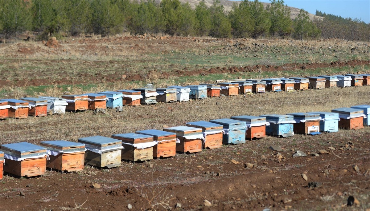 Kahramanmaraşlı bal üreticileri 15