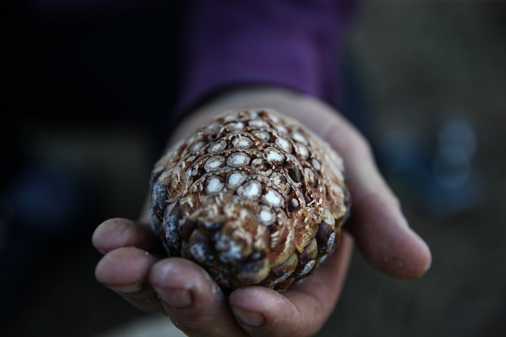 Çam fıstığının zorlu yolculuğu 1