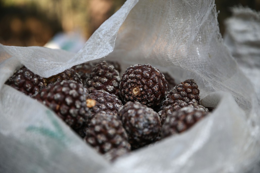 Çam fıstığının zorlu yolculuğu 2