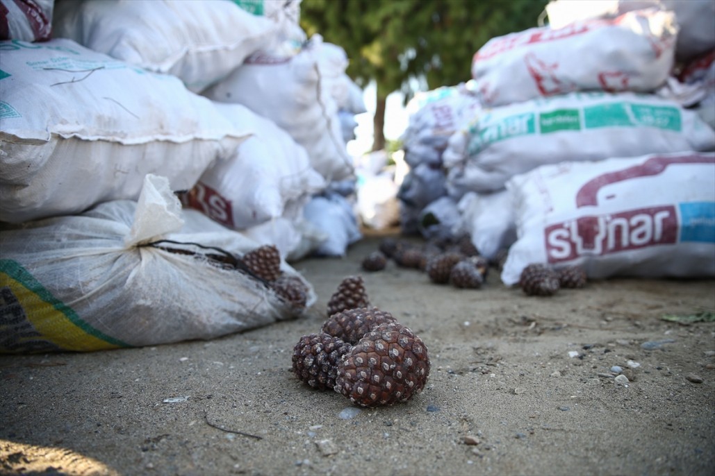 Çam fıstığının zorlu yolculuğu 3