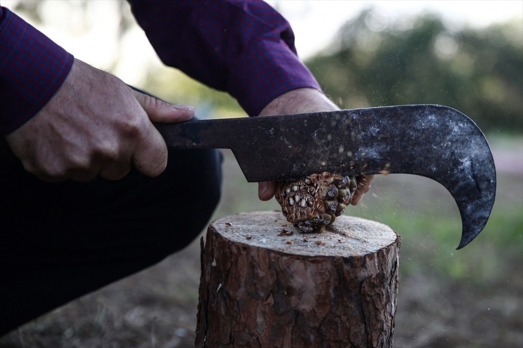 Çam fıstığının zorlu yolculuğu 4
