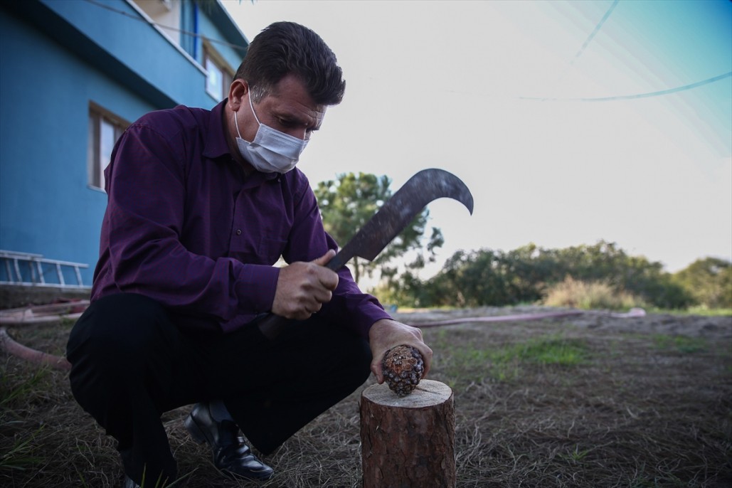 Çam fıstığının zorlu yolculuğu 5