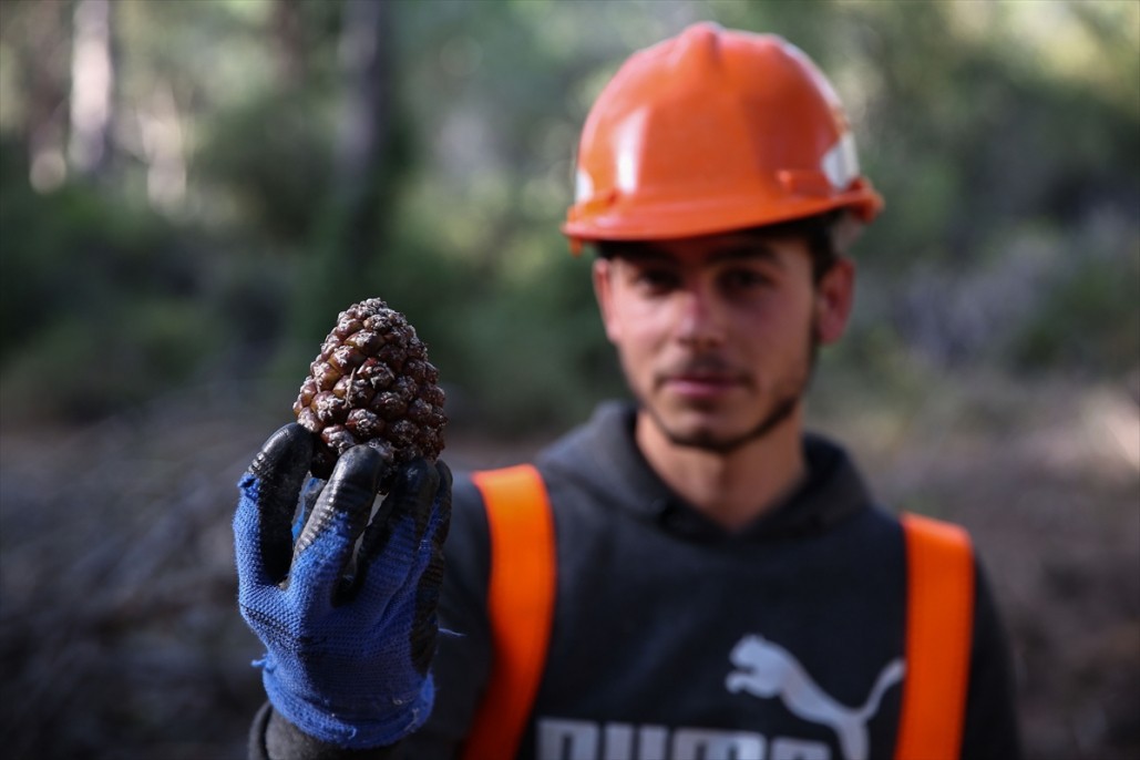 Çam fıstığının zorlu yolculuğu 6
