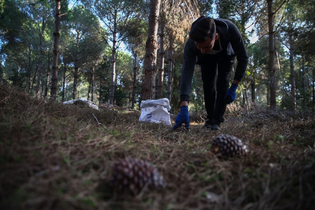Çam fıstığının zorlu yolculuğu 7