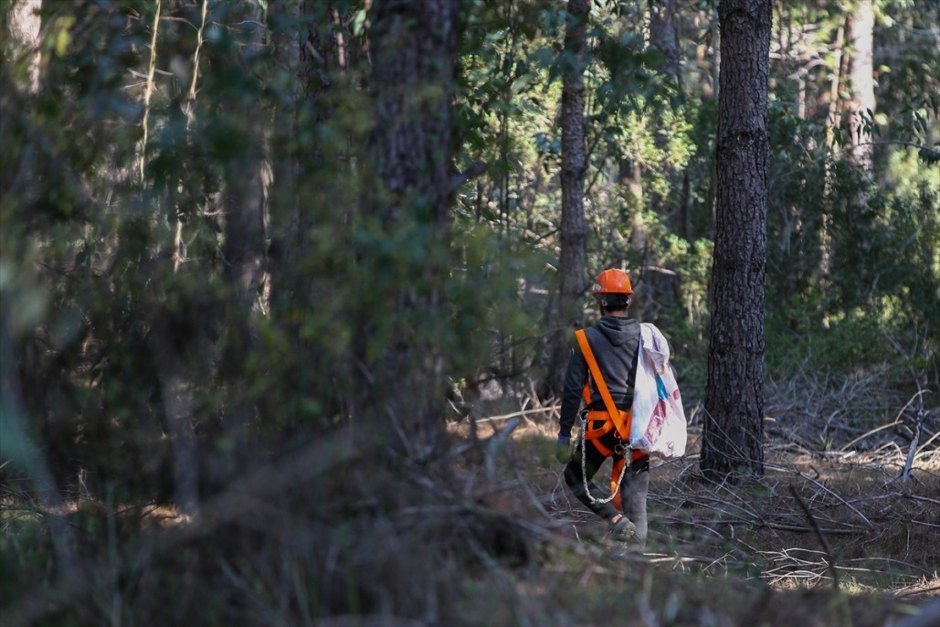 Çam fıstığının zorlu yolculuğu 8