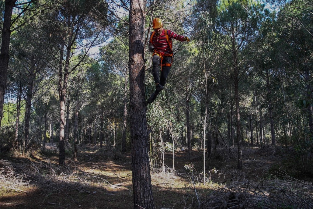 Çam fıstığının zorlu yolculuğu 10