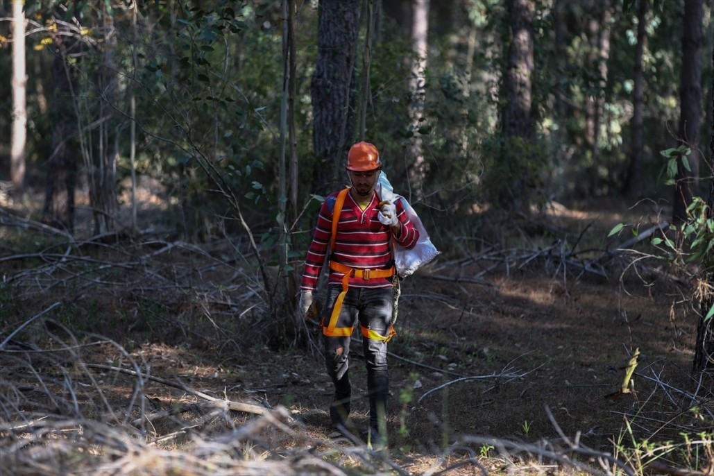 Çam fıstığının zorlu yolculuğu 9