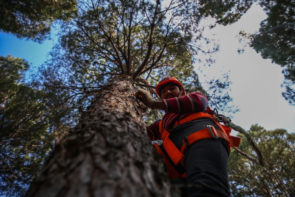 Çam fıstığının zorlu yolculuğu 11