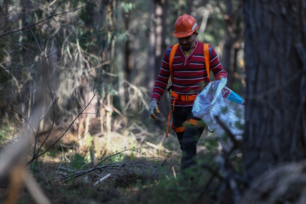 Çam fıstığının zorlu yolculuğu 12