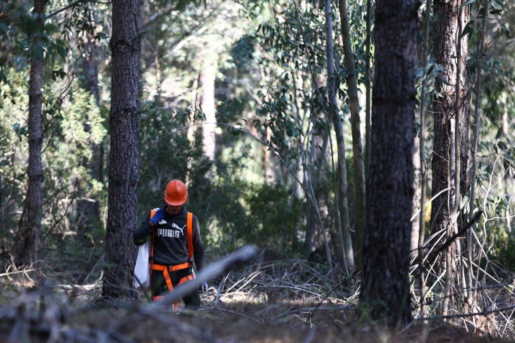 Çam fıstığının zorlu yolculuğu 13