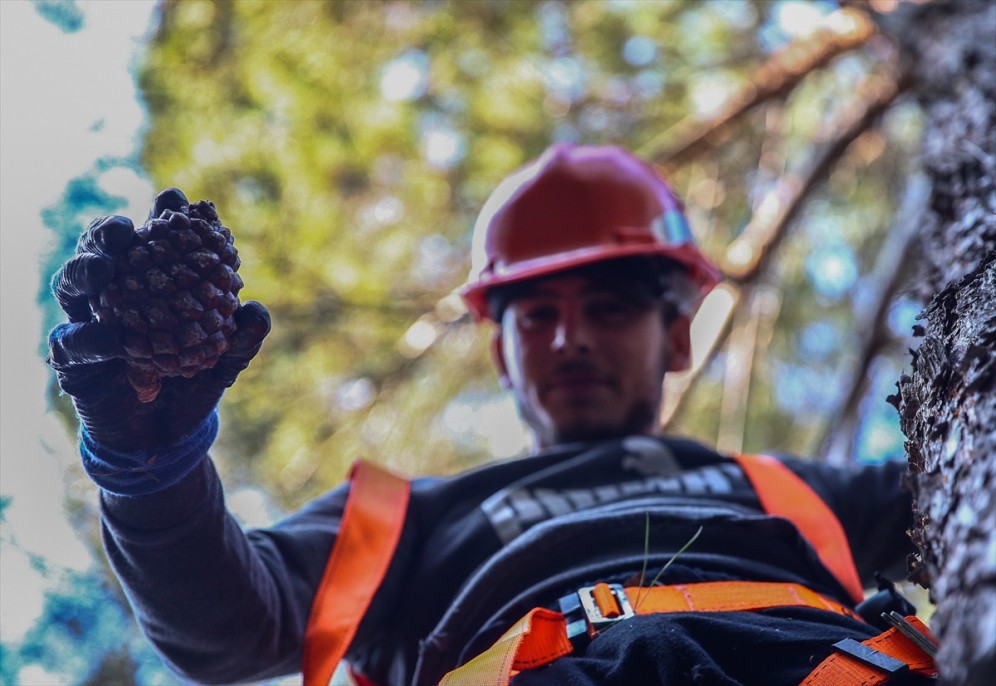 Çam fıstığının zorlu yolculuğu 14