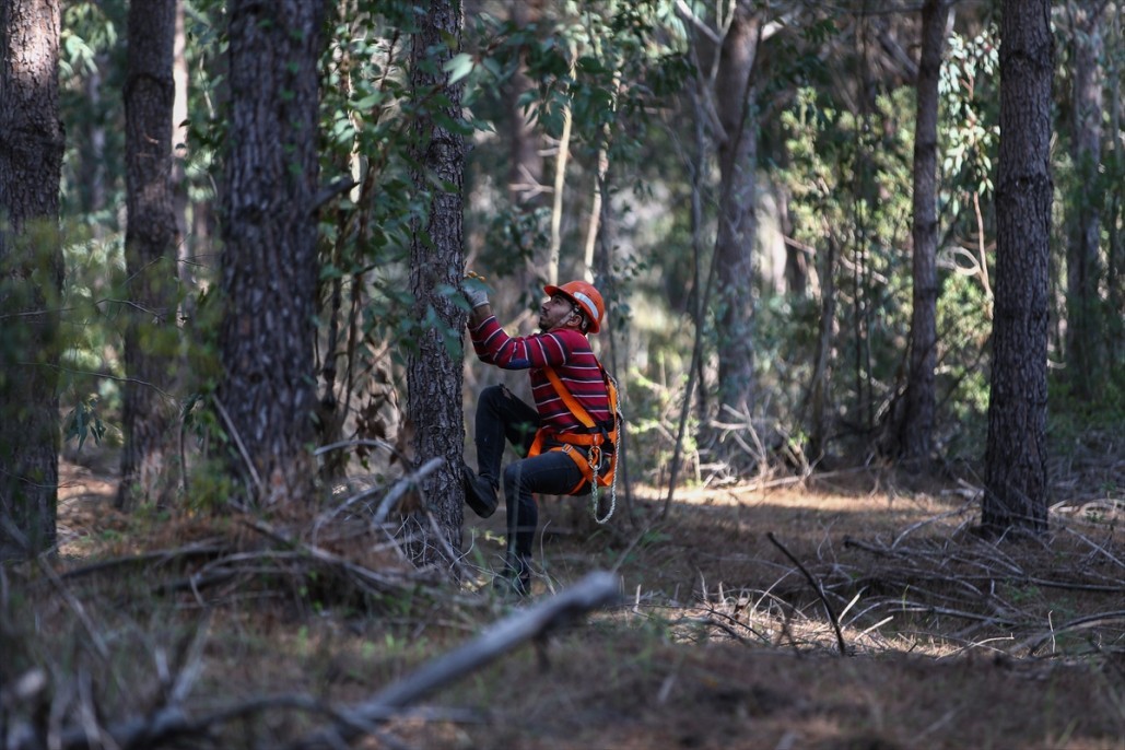 Çam fıstığının zorlu yolculuğu 15