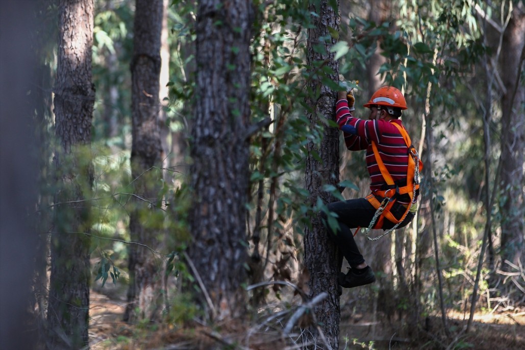 Çam fıstığının zorlu yolculuğu 16