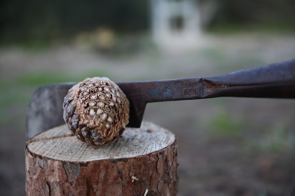 Çam fıstığının zorlu yolculuğu 17