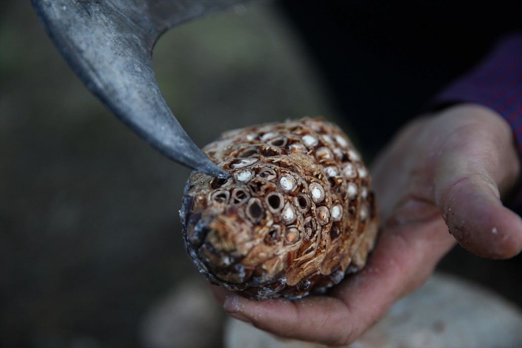 Çam fıstığının zorlu yolculuğu 18