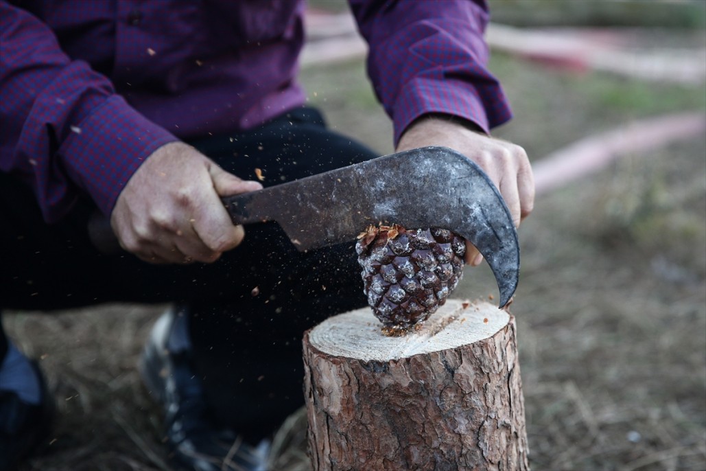 Çam fıstığının zorlu yolculuğu 19