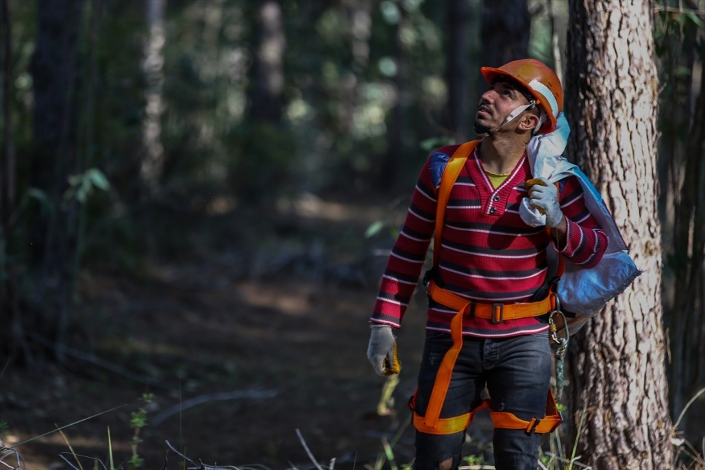Çam fıstığının zorlu yolculuğu 20