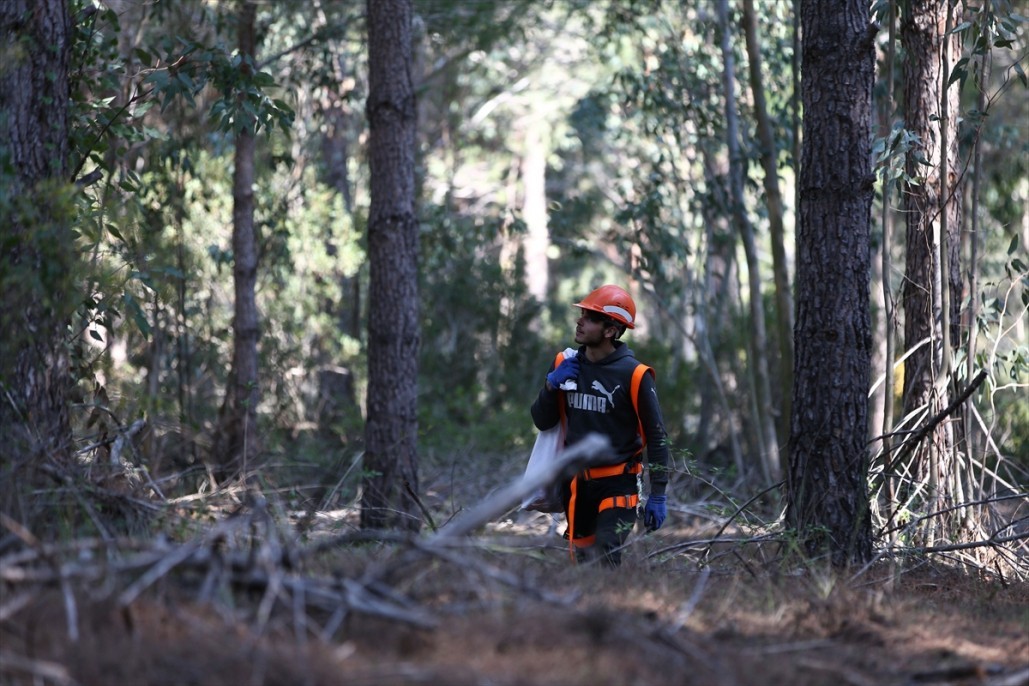 Çam fıstığının zorlu yolculuğu 21