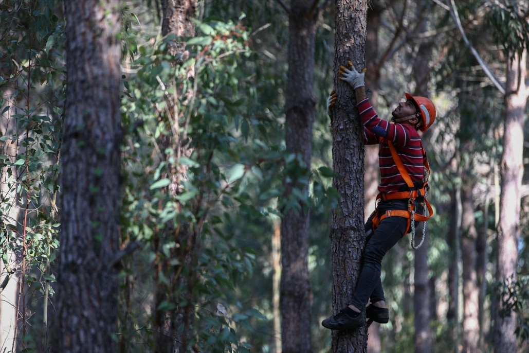 Çam fıstığının zorlu yolculuğu 22
